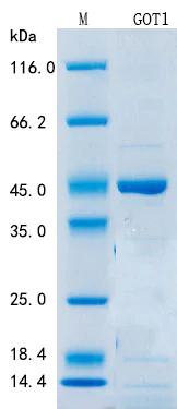 SDS-PAGE - Recombinant Mouse AST Protein Standard (His tag) (AB316374)