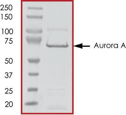 SDS-PAGE - Recombinant mouse Aurora A protein (AB60327)