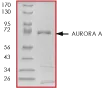 SDS-PAGE - Recombinant mouse Aurora A protein (AB60327)