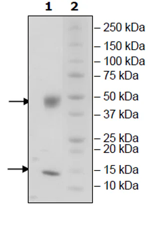 SDS-PAGE - Recombinant Mouse B2M + FCGRT protein (Biotin) (His C-Term + Avi C-Term, Avi C-Term + His C-Term) (AB271510)