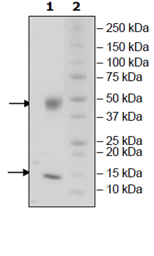 SDS-PAGE - Recombinant Mouse B2M + FCGRT protein (Tagged) (Biotin) (AB271510), expandable thumbnail