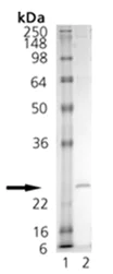SDS-PAGE - Recombinant mouse BAFF protein (AB157285)