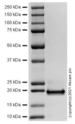SDS-PAGE - Recombinant Mouse BAFF protein (AB283484)