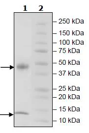 SDS-PAGE - Recombinant Mouse beta 2 Microglobulin + FCGRT/FCRN protein (His C-Term + Avi C-Term, Tag Free) (AB271511)