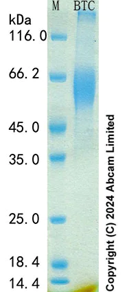 SDS-PAGE - Recombinant Mouse Betacellulin Protein Standard (His tag) (AB316731)