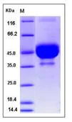 SDS-PAGE - Recombinant Mouse BST2/Tetherin protein (Fc Chimera) (AB276968)