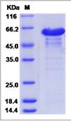 SDS-PAGE - Recombinant Mouse Calnexin protein (His tag) (AB277017)
