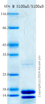 SDS-PAGE - Recombinant Mouse Calprotectin Protein Standard (His tag) (AB316604)