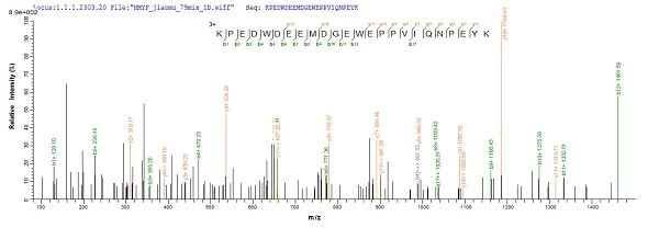 Mass Spectrometry - Recombinant Mouse Calreticulin protein (His tag) (AB240775)