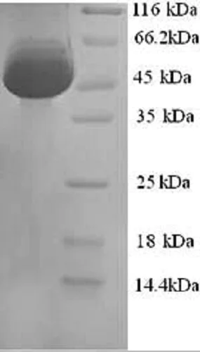 SDS-PAGE - Recombinant Mouse Calreticulin protein (His tag) (AB240775)
