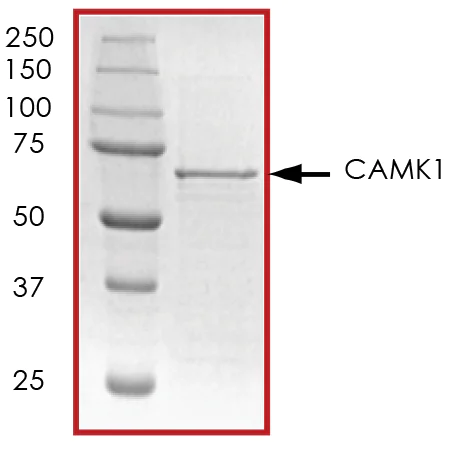 SDS-PAGE - Recombinant mouse CaMKI protein (AB51398)