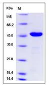 SDS-PAGE - Recombinant Mouse Carboxypeptidase A2 protein (His tag) (AB276928)