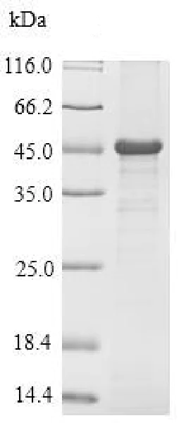 SDS-PAGE - Recombinant Mouse Cardiac Troponin I protein (His tag) (AB226425)