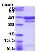SDS-PAGE - Recombinant Mouse Cathepsin B protein (His tag) (AB219240)