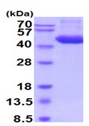 SDS-PAGE - Recombinant mouse Cathepsin D protein (Active) (AB224786), expandable thumbnail