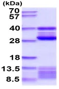 SDS-PAGE - Recombinant Mouse Cathepsin S protein (His tag C-Terminus) (AB222431)