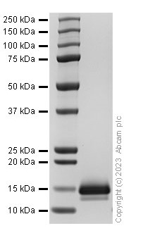 SDS-PAGE - Recombinant Mouse CCL11/Eotaxin Protein (AB310798), expandable thumbnail