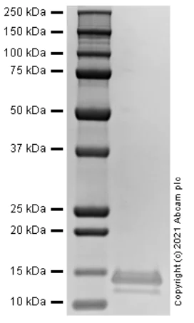 SDS-PAGE - Recombinant Mouse CCL11/Eotaxin Protein (Active) (AB283889)