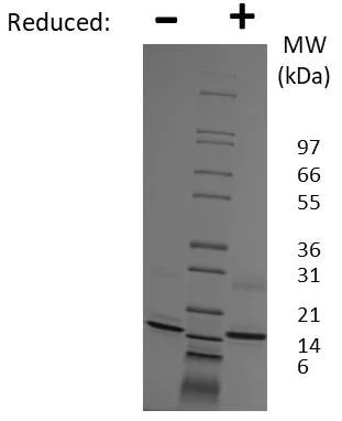 SDS-PAGE - Recombinant Mouse CCL21 protein (AB269234)