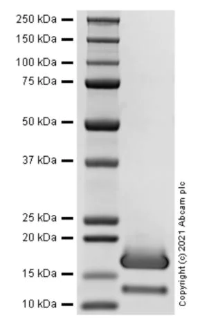 SDS-PAGE - Recombinant Mouse Ccl21a protein (AB283462)
