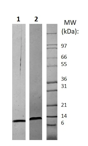 SDS-PAGE - Recombinant mouse CCL3 / MIP-1 alpha (Active) (AB256082)