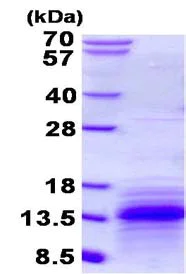 SDS-PAGE - Recombinant mouse CCL3 / MIP-1 alpha (His tag N-Terminus) (AB134632)
