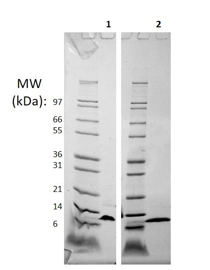 SDS-PAGE - Recombinant Mouse CCL4/MIP-1 beta protein (AB256084), expandable thumbnail