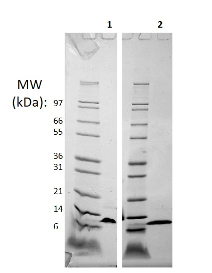 SDS-PAGE - Recombinant Mouse CCL4/MIP-1 beta protein (AB256084)