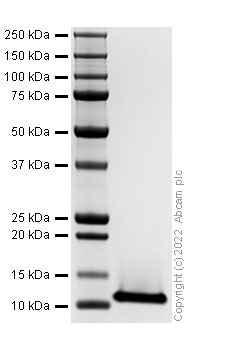 SDS-PAGE - Recombinant Mouse CCL4/MIP-1 beta Protein (AB307792), expandable thumbnail