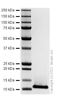 SDS-PAGE - Recombinant Mouse CCL4/MIP-1 beta Protein (AB307792)