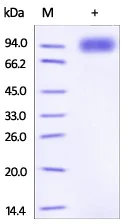 SDS-PAGE - Recombinant Mouse CD130 (gp130) protein (AB200504)