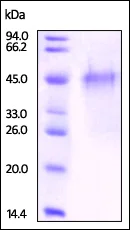 SDS-PAGE - Recombinant mouse CD134 / OX40L receptor protein (Active) (AB221028)