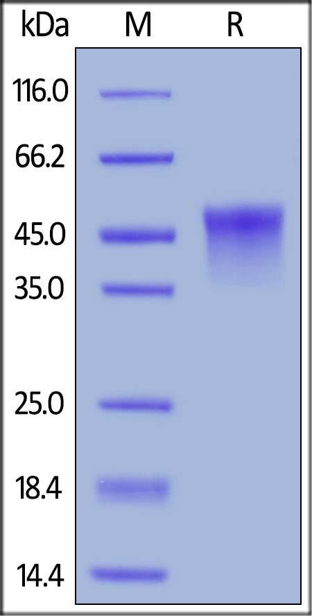SDS-PAGE - Recombinant mouse CD134 / OX40L receptor protein (Active) (AB221028), expandable thumbnail