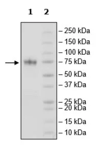 SDS-PAGE - Recombinant Mouse CD134 / OX40L receptor protein (Fc tag C-Terminus + Avi tag C-Terminus) (AB271643)