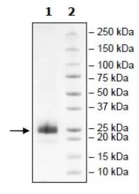 SDS-PAGE - Recombinant Mouse CD134 / OX40L receptor protein (His tag N-Terminus) (AB271645)