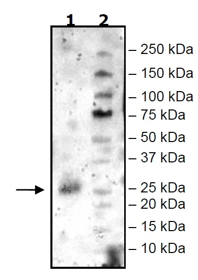 Western blot - Recombinant Mouse CD134 / OX40L receptor protein (His tag N-Terminus) (AB271645)