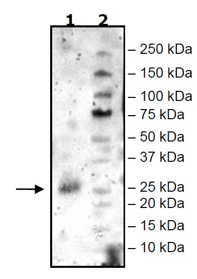 Recombinant Mouse CD134 / OX40L receptor protein (Tagged)
