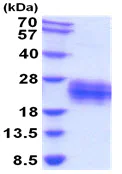 SDS-PAGE - Recombinant Mouse CD137 protein (AB208312)