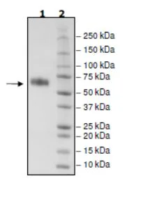 SDS-PAGE - Recombinant Mouse CD137 protein (Biotin) (Fc tag C-Terminus + Avi tag C-Terminus) (AB271623)