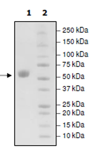 SDS-PAGE - Recombinant Mouse CD137 protein (Fc tag C-Terminus) (AB271621)