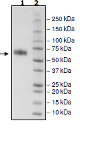 SDS-PAGE - Recombinant Mouse CD137 protein (Fc tag C-Terminus + Avi tag C-Terminus) (AB271622)