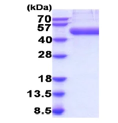 SDS-PAGE - Recombinant Mouse CD14 protein (His tag C-Terminus) (AB207103)