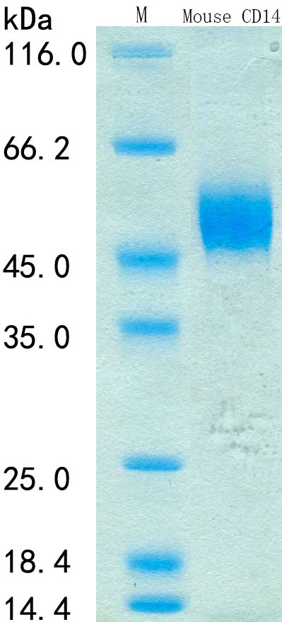Recombinant Mouse CD14 Protein Standard (His tag)