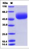 SDS-PAGE - Recombinant Mouse CD160 protein (Fc Chimera) (AB276930)