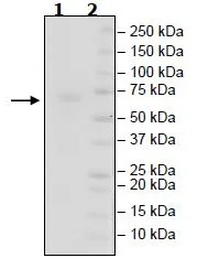 SDS-PAGE - Recombinant Mouse CD27 protein (Fc tag C-Terminus + Avi tag C-Terminus) (AB271419)