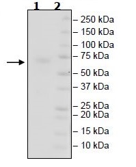 SDS-PAGE - Recombinant Mouse CD27 protein (Tagged) (AB271419), expandable thumbnail