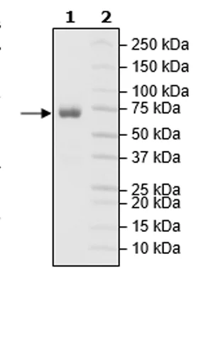 SDS-PAGE - Recombinant Mouse CD27 protein (Tagged) (Biotin) (AB271417)