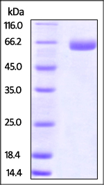 SDS-PAGE - Recombinant Mouse CD276 protein (Fc Chimera) (AB220567), expandable thumbnail