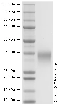 SDS-PAGE - Recombinant Mouse CD28 Protein (AB290088)