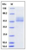 SDS-PAGE - Recombinant Mouse CD3 delta + CD3 epsilon protein (Tagged) (AB277030), expandable thumbnail